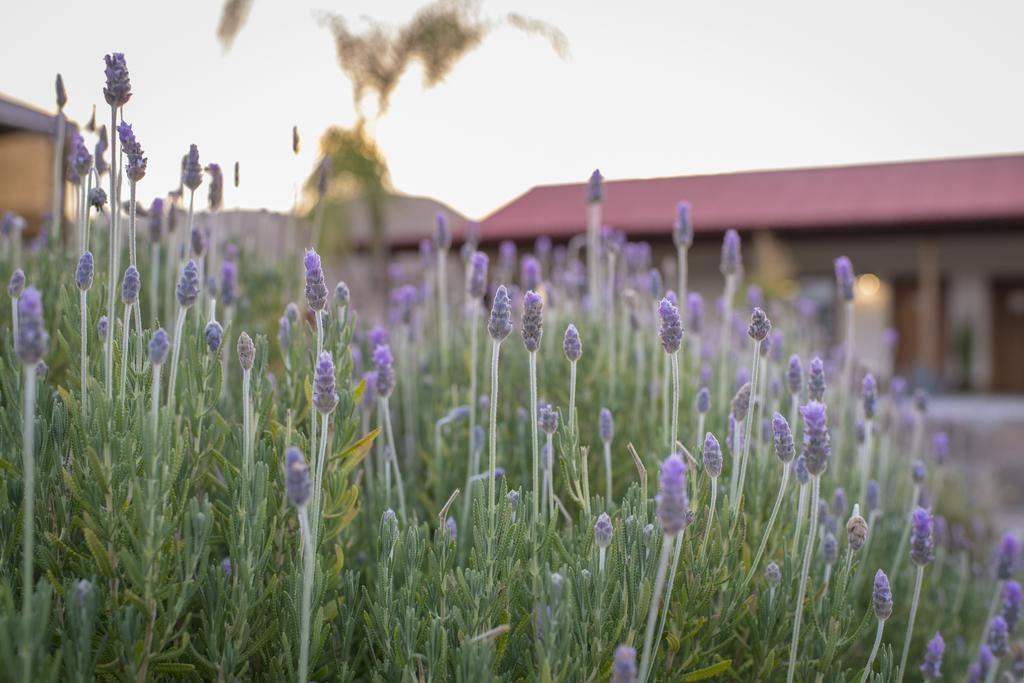 Terra Del Valle Bed & Breakfast Valle de Guadalupe Eksteriør bilde